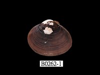 藏品(日本蜆)的圖片